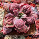 Echeveria 'Etna' 6" Succulent Plant