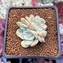 Echeveria 'Mona Lisa' Crested 1" Succulent Plant