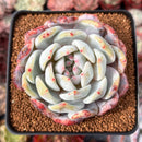 Echeveria 'Orange Monroe' 3" Succulent Plant
