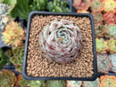 Echeveria 'Helena' Hybrid 1" Succulent Plant