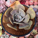 Echeveria 'Lolita' 3" Succulent Plant
