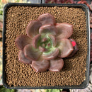 Echeveria 'Baekya' 2"-3" Succulent Plant