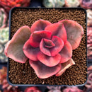 Echeveria 'Golden State' Variegated 2" Succulent Plant