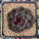 Echeveria Agavoides 'Rosa Pink' 2"-3" Succulent Plant
