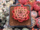 Echeveria Agavoides sp. 2" Succulent Plant