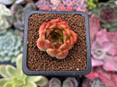 Echeveria Agavoides 'Elizabeth' 1" Succulent Plant