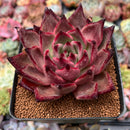 Echeveria Agavoides 'Taurus' 3" Succulent Plant