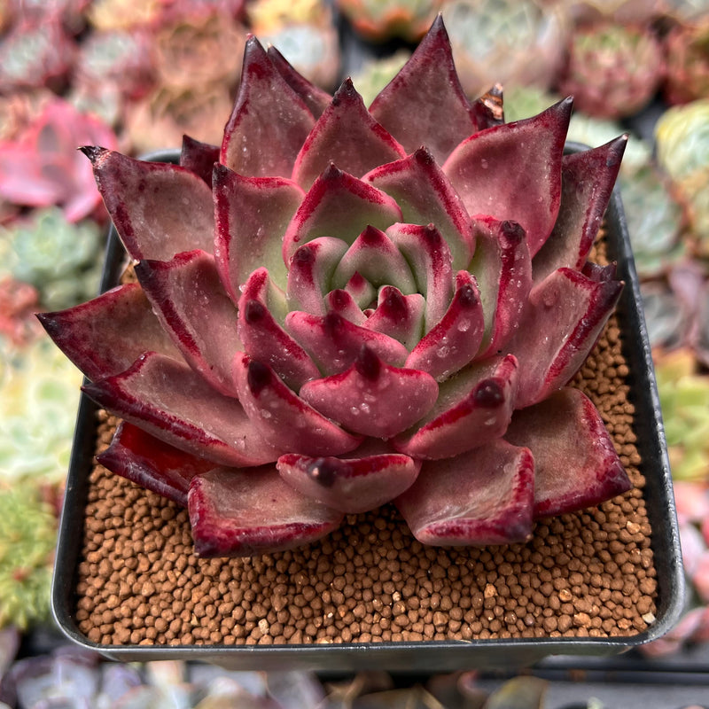 taurus succulent Echeveria Agavoides 'Taurus' 3" Succulent Plant – True Succulents Plant Co