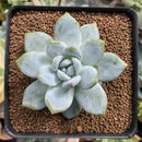 Echeveria 'Potosina' Hybrid 2" Succulent Plant