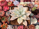 Graptopetalum 'Paraguayensis Awayuki' 2"-3" Succulent Plant