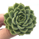 Echeveria 'Lime and Chilly' 3" Rare Succulent Plant