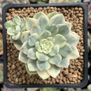 Echeveria 'Tinker Bell' Variegated 2"-3" Succulent Plant