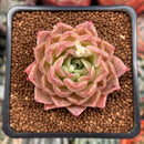 Echeveria 'High Red' ('Red Ebony' x 'Helena' Hybrid) 1"-2" New Hybrid Succulent Plant