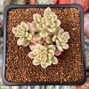 Sedum 'Joyce Tulloch' Variegated 1" Succulent Plant