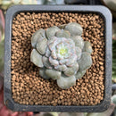 Echeveria 'Dr. Butterfield' Mutated 1" Small Succulent Plant