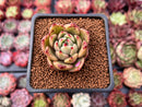 Echeveria Agavoides 'Padma' 2" Succulent Plant