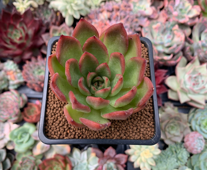 red apple succulent ground cover Echeveria Agavoides 'Red Apple' 2" Succulent Plant – True Succulents Plant Co