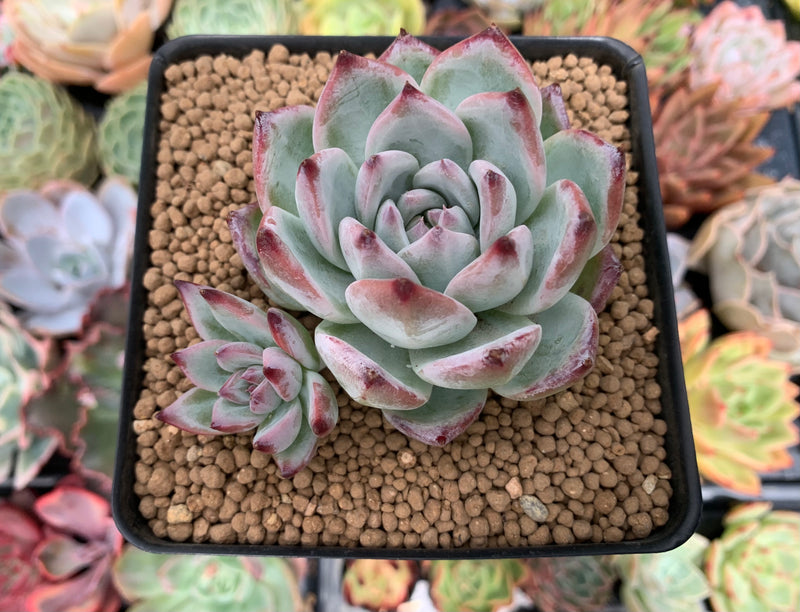 succulents white Echeveria 'White Robin' 3" Succulent Plant – True Succulents Plant Co