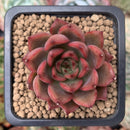 Echeveria Agavoides 'Red Bell' 2" Succulent Plant