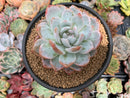 Echeveria 'Orange Monroe' 3"-4" Succulent Plant