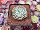 Echeveria 'Early Morning' 2" New Hybrid Succulent Plant