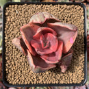 Echeveria 'Golden State' Variegated 2" Succulent Plant