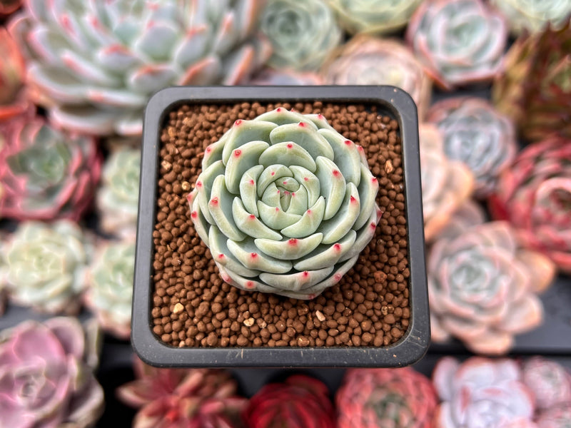 blue dolphin succulent Echeveria 'Blue Dolphin' 1" Succulent Plant – True Succulents Plant Co