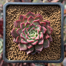 Echeveria Agavoides Hybrid 1" Seed-grown Succulent Plant