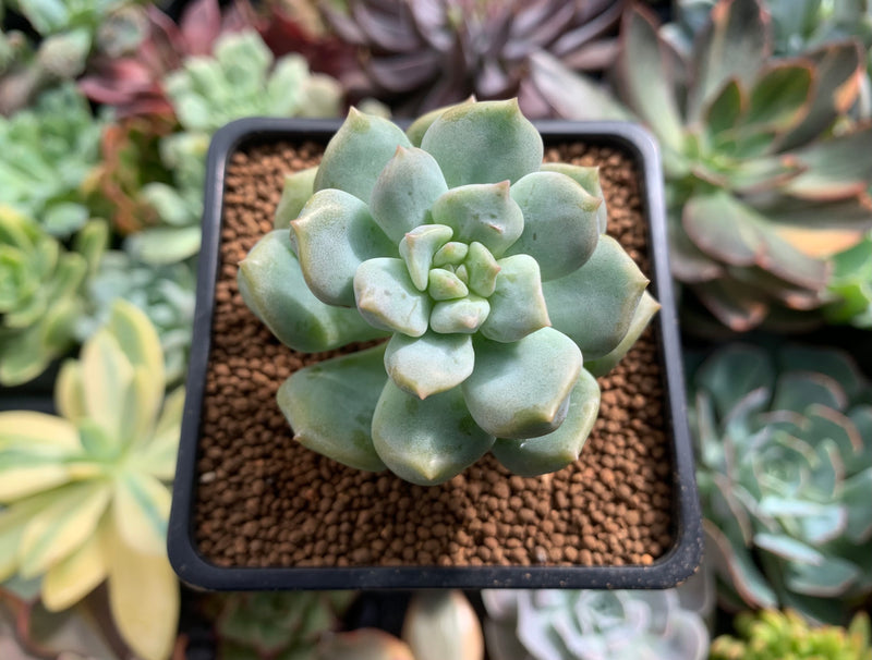 cream puff succulent Echeveria 'Cream Puff' 2" Succulent Plant
