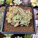 Echeveria 'Pastel' Crested 3" Succulent Plant