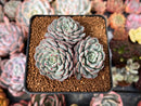 Echeveria 'Minima' 2"-3" Cluster Succulent Plant