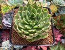 Echeveria Agavoides 'Sarabony' 3"-4" Succulent Plant