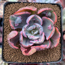 Echeveria 'Beyonce' Variegated 3" Succulent Plant