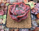 Echeveria 'Beyonce' Variegated 3"-4" Succulent Plant