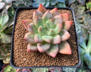 Echeveria 'Pena' 3" Succulent Plant