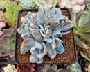 Echeveria 'Exotic' 2"-3" Cluster Succulent Plant