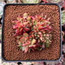 Echeveria Agavoides Crested 2"-3" Succulent Plant