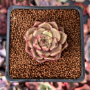 Echeveria 'Cindy' 1" Succulent Plant