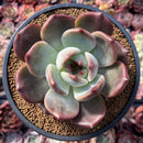 Echeveria 'Sharman' Wide-Leaf 4" Succulent Plant