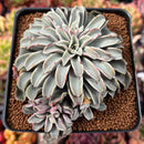Echeveria 'Fantastic Fountain' 3" Succulent Plant