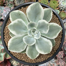 Echeveria 'Lemon Lime' Variegated 4"-5" Succulent Plant