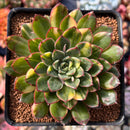 Echeveria 'Pollina' Variegated 3"-4" Very Rare Succulent Plant