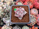 Echeveria 'Rosewing' 1" New Hybrid Small Succulent Plant