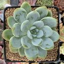 Echeveria 'Chloe' 3" Succulent Plant