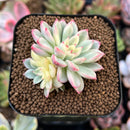Echeveria 'Mebina' Variegated 1" Succulent Plant