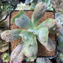 Echeveria 'Linguas' 3" Succulent Plant