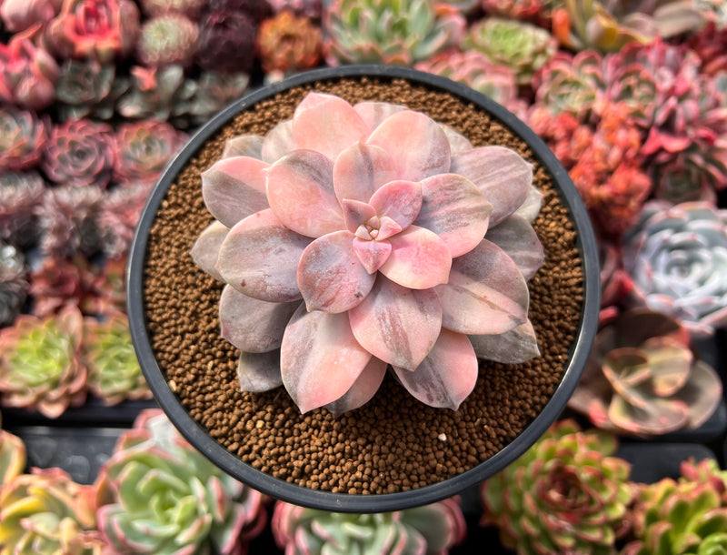 pentandrum succulent Quetzalcoatlia 'Pentandra Superba' Variegated 4" Succulent Plant (Form –  True Succulents Plant Co