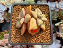 Echeveria 'Xichuensis' 2" Succulent Plant