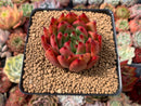 Echeveria Agavoides 'Frank Reinalt' 2" Succulent Plant