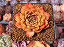 Echeveria 'White Pitch' 3" Succulent Plant